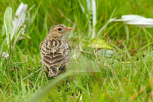 Agami - Botha's Lark, Spizocorys fringillaris