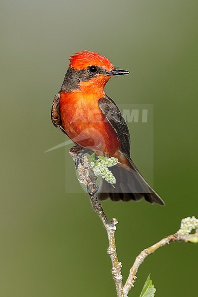 Adult breeding plumaged Vermilion flycatcher (Pyrocephalus obscurus)
Riverside Co., California, USA
April 2018 stock-image by Agami/Brian E Small,