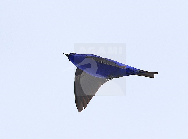 Grandala (Grandala coelicolor) in flight at Se La, India. stock-image by Agami/James Eaton,