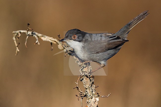 Sardinian Warbler (Sylvia melanocephala) male wintering in Italy and perched on a branch stock-image by Agami/Daniele Occhiato,