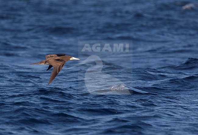 Subadult Brown Booby (Sula leucogaster) in flight low over the Atlantic Ocean off Cape Verde Islands. stock-image by Agami/Dani Lopez-Velasco,