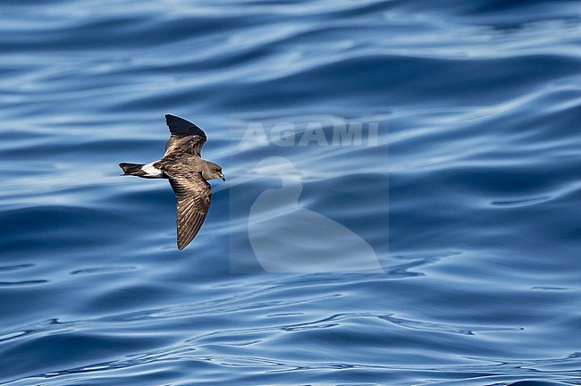 Monteiro's Storm Petrel, Oceanodroma monteiroi, in flight off the island Graciosa in the Azores, Portugal. Also known as Hydrobates monteiroi. stock-image by Agami/Pete Morris,