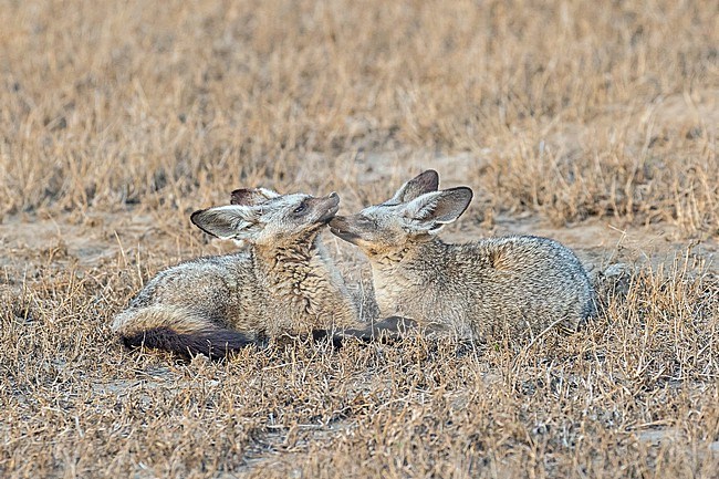 Bat-eared fox (Otocyon megalotis) in Tanzania. stock-image by Agami/Pete Morris,