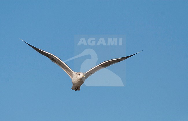 Common Gull - Sturmmöwe - Larus canus ssp. canus, Germany, adult stock-image by Agami/Ralph Martin,