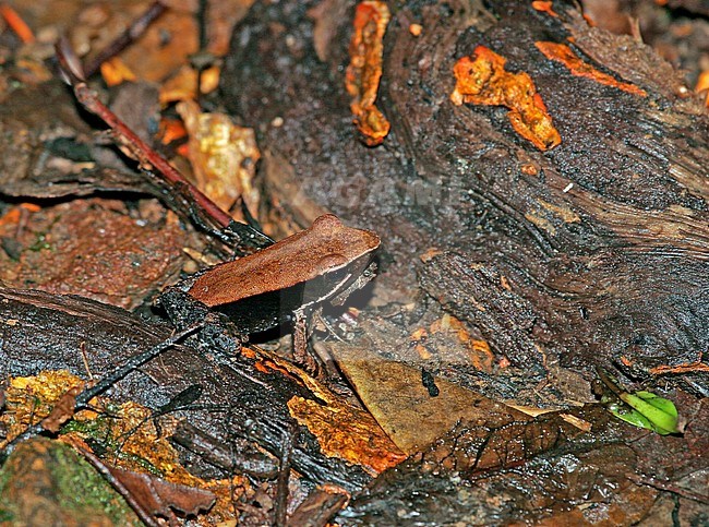 Mantidactylus albofrenatus, a species of frog endemic to Madagascar. Its natural habitats are subtropical or tropical moist lowland forests and rivers. It is threatened by habitat loss. stock-image by Agami/Pete Morris,