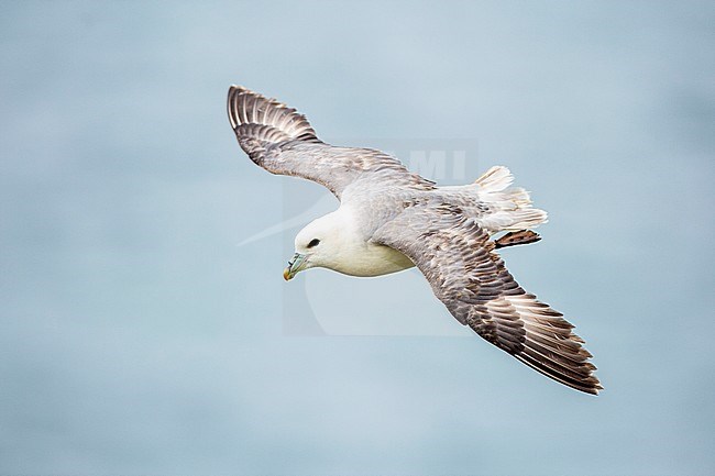 Northern Fulmar, Fulmarus glacialis stock-image by Agami/Oscar Díez,