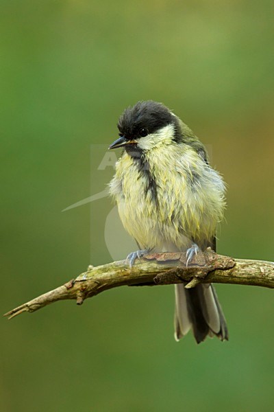 Jonge Koolmees, Great Tit juvenile stock-image by Agami/Walter Soestbergen,