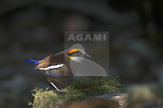 Malayan Banded Pitta (Hydrornis irena), side view of adult female in Sri Phang Nga National Park, Thailand stock-image by Agami/Kari Eischer,