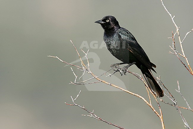 Adult male
Mono Co., CA
June 2008 stock-image by Agami/Brian E Small,