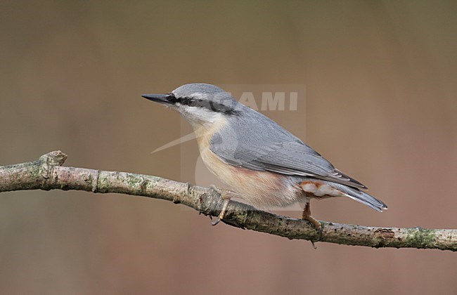 Boomklever op ee tak; Eurasian Nuthatch on a branch stock-image by Agami/Reint Jakob Schut,