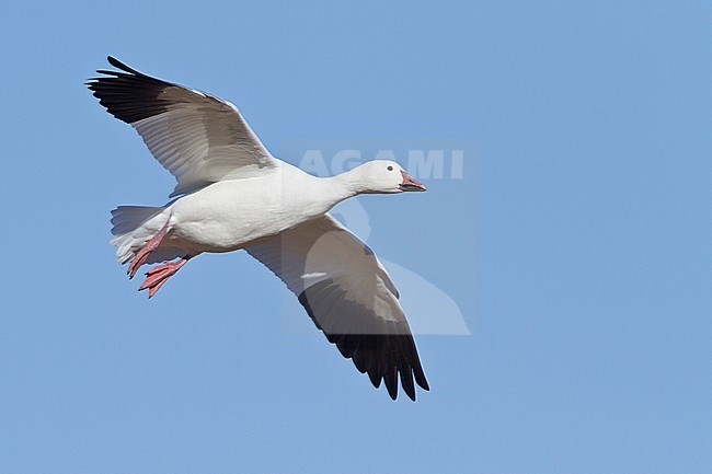 Snow Goose (Chen caerulescens) flying at the Bosque del Apache wildlife refuge near Socorro, New Mexico, USA. stock-image by Agami/Glenn Bartley,