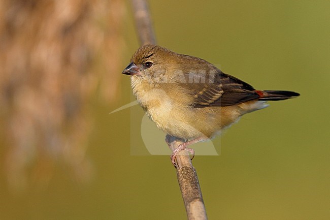 Juveniele Tijgervink; Juvenile Red Avadavat stock-image by Agami/Daniele Occhiato,