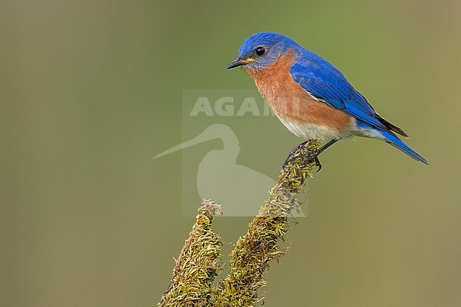 Eastern Bluebird (Sialia sialis) Perched on a branch in USA stock-image by Agami/Dubi Shapiro,