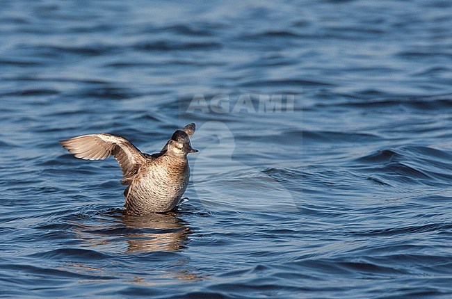 Femle Ruddy Duck (Oxyura jamaicensis jamaicensis) swimming at Starrevaart, Netherlands. Escaped waterfowl. stock-image by Agami/Marc Guyt,