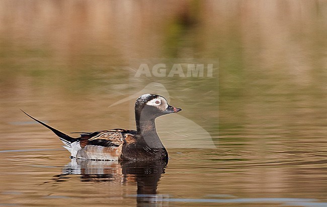 Long-tailed Duck male (Clangula hyemalis) Iceland June 2019 stock-image by Agami/Markus Varesvuo,