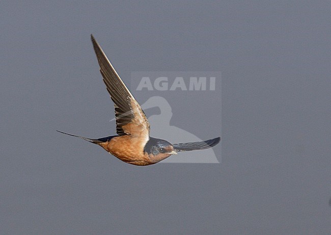 Boerenzwaluw ssp erythrogaster, Barn Swallow ssp erythrogaster stock-image by Agami/Mike Danzenbaker,