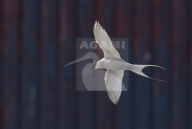 Dougalls Stern in vlucht, Roseate Tern in flight stock-image by Agami/Markus Varesvuo,