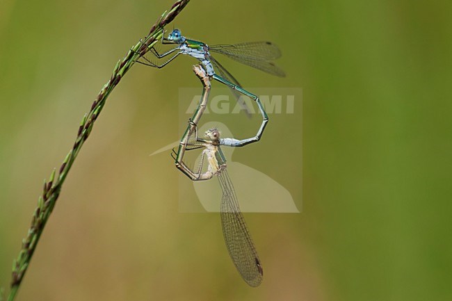 Copula imago Gewone pantserjuffer; Mating wheel adult Common Spreadwing stock-image by Agami/Fazal Sardar,