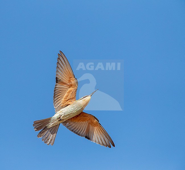 Immature African Blue-cheeked bee-eater (Merops persicus chrysocercus) in Morocco. In flight against a blue sky as background. stock-image by Agami/Marc Guyt,