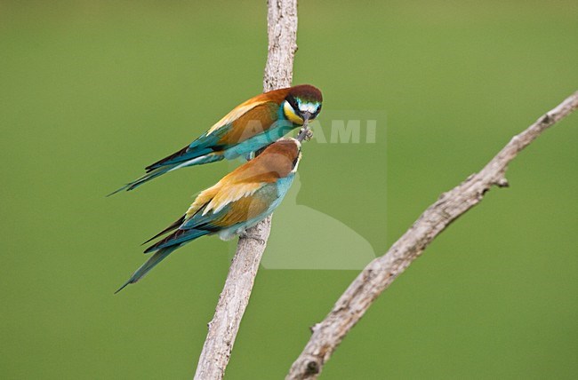 Bijeneter met voer op tak; European Bee-eater with food on perch stock-image by Agami/Marc Guyt,