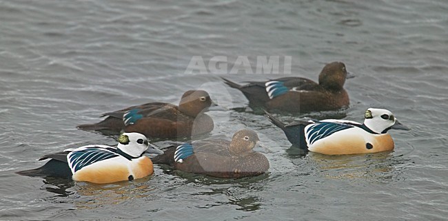 Groepje Stellers Eider; Group Steller's Eider stock-image by Agami/Markus Varesvuo,