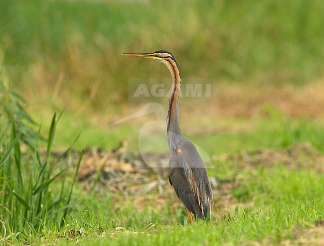 Purple Heron standing, Purperreiger staand stock-image by Agami/Wil Leurs,