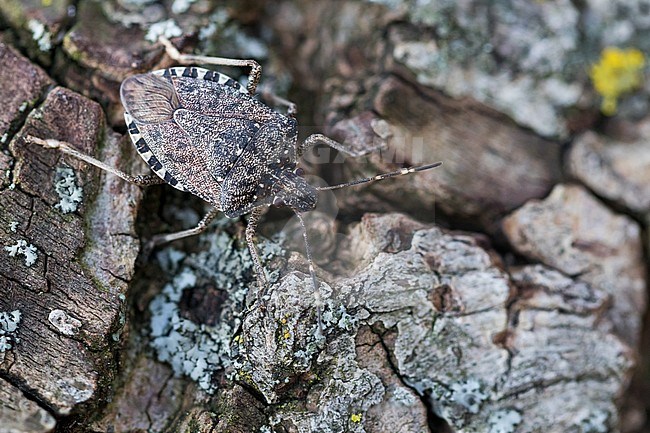Halyomorpha halys - Brown marmorated stink bug, imago stock-image by Agami/Ralph Martin,