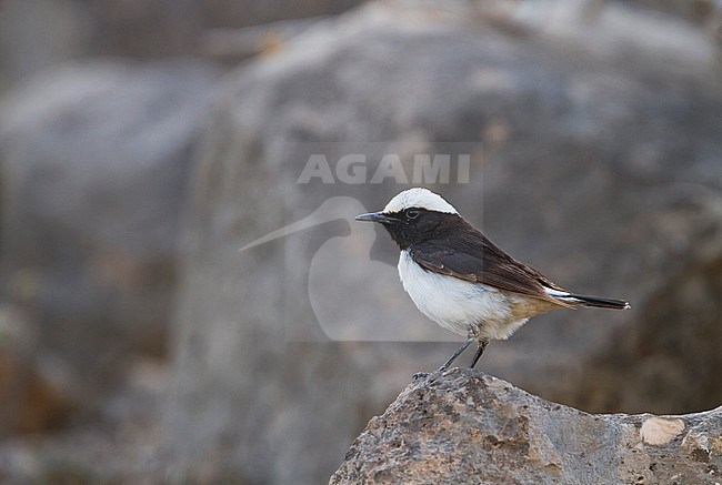 Arabian Wheatear - Schwarzrücken-Steinschmätzer - Oenanthe lugens ssp. lugentoides, Oman, adult male stock-image by Agami/Ralph Martin,