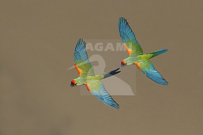 Pair of critically Endangered Red-fronted Macaws (Ara rubrogenys ) flying low over brown colored river in Bolivia. Seen from above. stock-image by Agami/Dubi Shapiro,