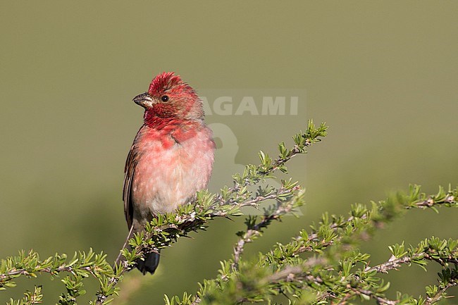 Common Rosefinch - Karmingimpel - Carpodacus erythrinus ssp. ferghanensis, Kyrgyzstan, adult male stock-image by Agami/Ralph Martin,