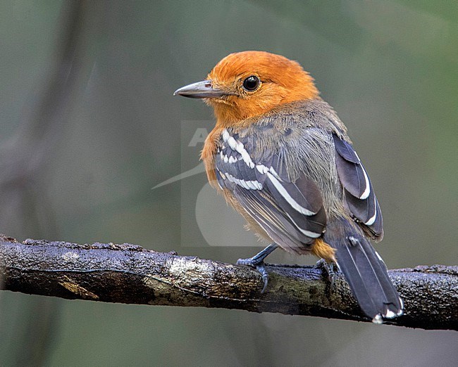 A female Amazonian Antshrike (Thamnophilus amazonicus amazonicus)) at Puerto Nariño, Amazonas, Colombia. stock-image by Agami/Tom Friedel,