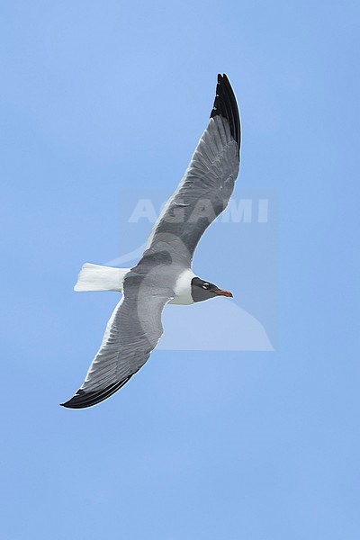 Adult breeding
Galveston Co., TX
April 2016 stock-image by Agami/Brian E Small,