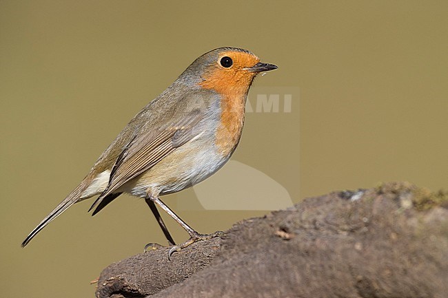 European Robin (Erithacus rubecula), adult standing on a branch stock-image by Agami/Saverio Gatto,