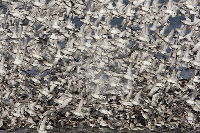 Grote groep Kanoeten; Large flock of Red Knots stock-image by Agami/Arie Ouwerkerk,