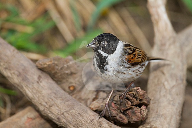 Reed Bunting - Rohrammer - Emberiza schoeniclus ssp. schoeniclus, Germany, adult male stock-image by Agami/Ralph Martin,
