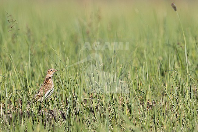 Adult Japanese Skylark (Alauda japonica kiborti) during spring season in Russia (Baikal). stock-image by Agami/Ralph Martin,