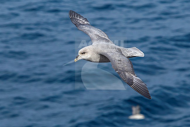 This bird was taken in the Hausgarden, Greenland Sea from the famous german ship - Polarstern. Powered by POLe & AWI. stock-image by Agami/Vincent Legrand,