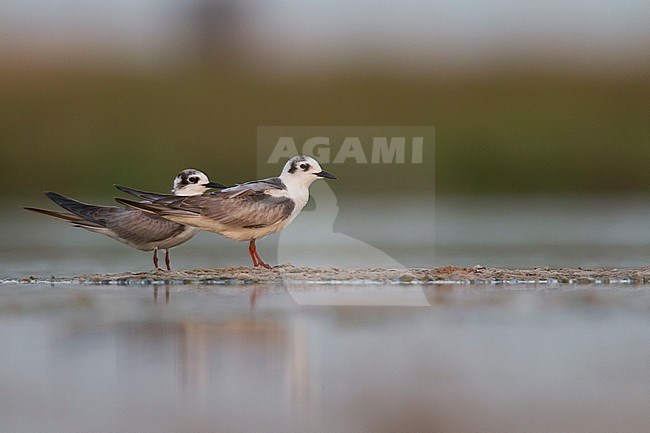 Witvleugelstern, White-winged Tern, Chlidonias leucopterus, Oman, 1st W stock-image by Agami/Ralph Martin,