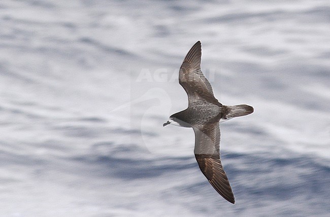 Gould's Petrel (Pterodroma leucoptera), a small gadfly petrel, in flight over waters of the subtropical pacific ocean. Seen from above, showing upper wing pattern. stock-image by Agami/Laurens Steijn,