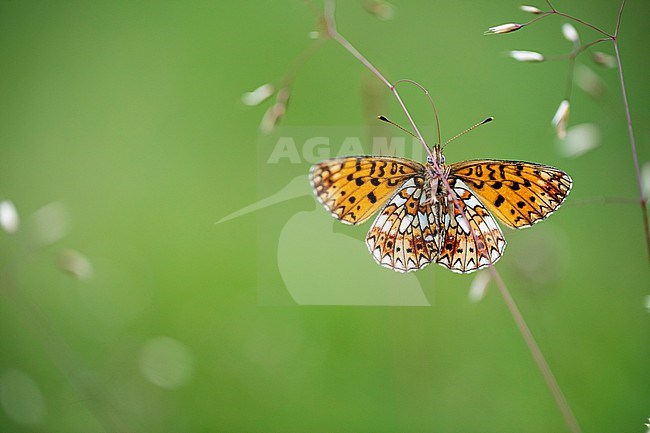 Small Pearl Bordered Fritillary; Boloria selene stock-image by Agami/Wil Leurs,