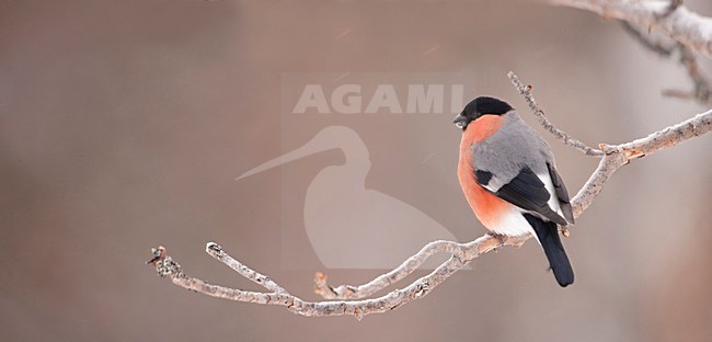 Mannetje Goudvink op een tak; Male Eurasian Bullfinch perched on a branch stock-image by Agami/Han Bouwmeester,