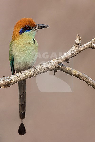 Russet-crowned Motmot (Momotus mexicanus) in mexico stock-image by Agami/Dubi Shapiro,