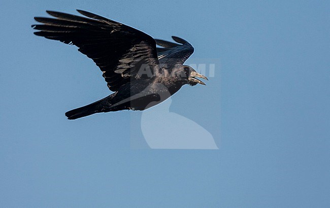 Eastern Rook (Corvus frugilegus pastinator) wintering in Japan. In flight seen from the side. stock-image by Agami/Marc Guyt,