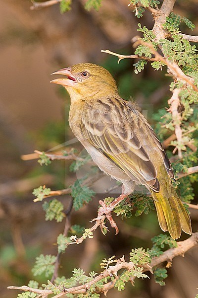 Ruppell's Weaver (Ploceus galbula), perched on a branch, Ayn Hamran, Dhofar, Oman stock-image by Agami/Saverio Gatto,