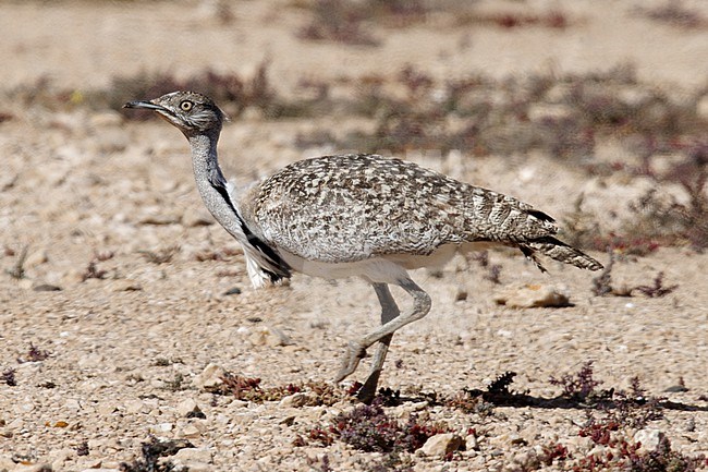 Houbara Bustard (Chlamydotis undulata fuertaventurae) taken the 21/03/2023 at Tindaya - Fuerteventura. stock-image by Agami/Nicolas Bastide,