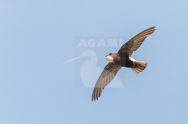 Little Swift (Apus affinis) in Chipiona, Spain. One of the few breeding area's in Europe. stock-image by Agami/Marc Guyt,