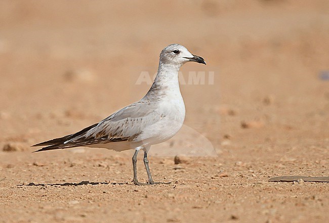 Audouin's Gull (Ichthyaetus audouinii) at Dakhla, Western Sahara stock-image by Agami/Eduard Sangster,