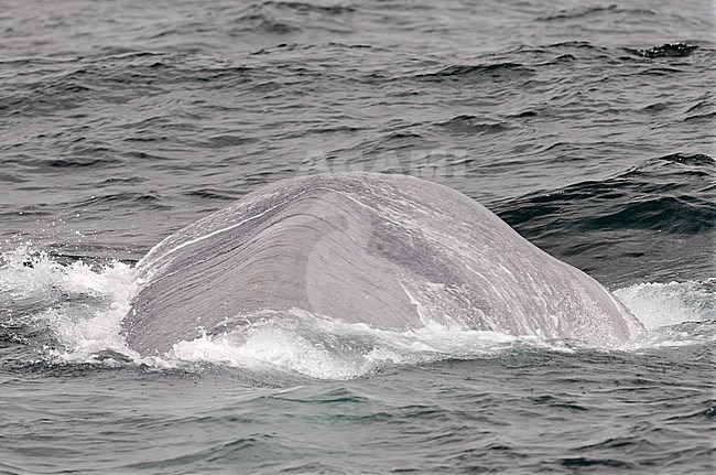 Blue Whale (Balaenoptera musculus) diving under off the north Atlantic coast off Iceland. stock-image by Agami/Laurens Steijn,