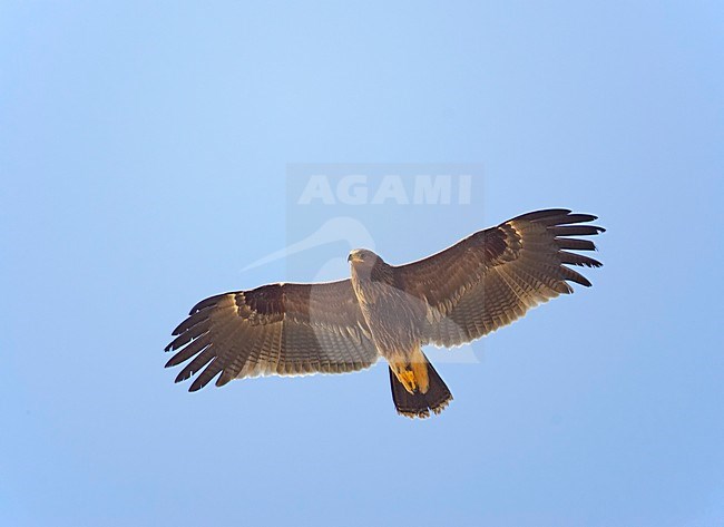 Bastaardarend in vlucht; Greater Spotted Eagle in flight stock-image by Agami/Markus Varesvuo,
