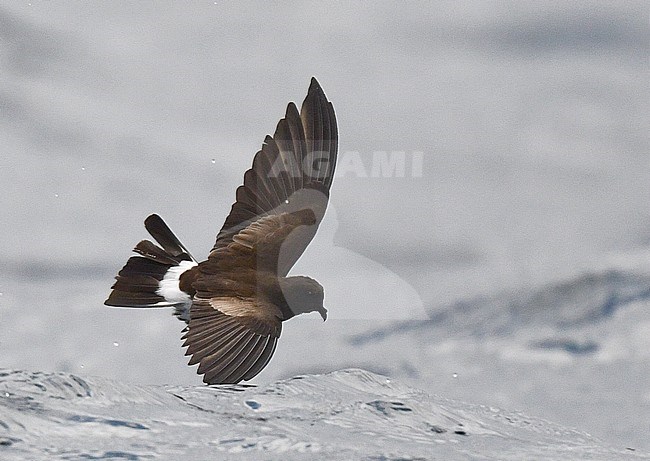 Elliot’s Storm Petrel (Oceanites gracilis) in flight over the Pacific Ocean off the Galapagos Islands. stock-image by Agami/Laurens Steijn,